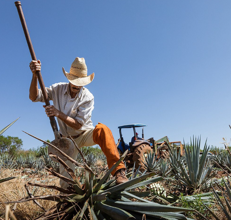 All You Need to Know About Making Tequila & It’s Production
