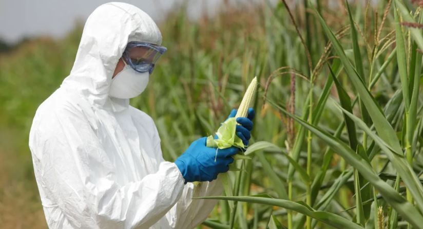 US Threaten Legal Action Against Mexico for Refusing to Buy GMO Corn