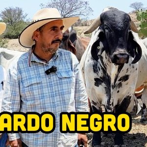 SARDO NEGRO, el GANADO CEBÚ de origen MEXICANO
